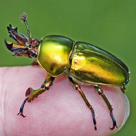 An iridescent golden beetle on a fingertip: my avatar.